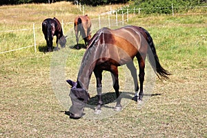 Horses at GÃ¤rdet in Stockholm