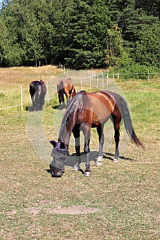 Horses at GÃ¤rdet in Stockholm