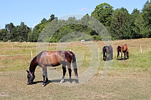 Horses at GÃ¤rdet in Stockholm