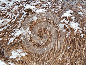 Horses hair  snow-covered by wet snowflakes, mountain pasture