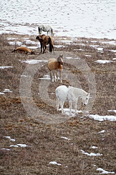 Horses Hanging Out on a Hill With Snow