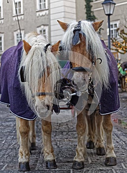 Horses of a hansom cab