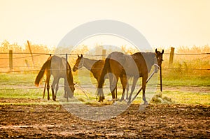 Horses in haras on morning light