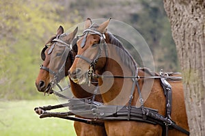 Horses with harness