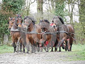 Horses in Harness Teamwork