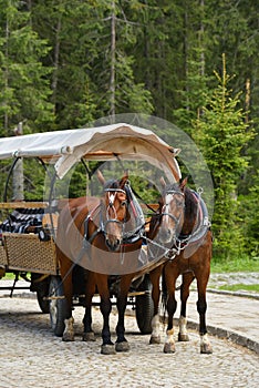 Horses harnessed in cart