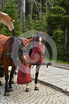 Horses harnessed in cart feeding