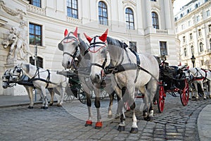 The horses harnessed in a fiacre. Tourist transport of Vienna