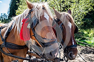 Horses harnessed to the cart