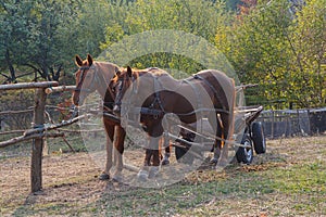 Horses harnessed to a cart on the farm