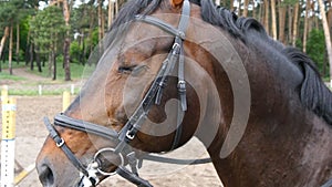 Horses head with bridle. Horse face and eye in closeup with eye and mane detail
