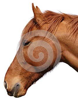 Horses head cutout on white