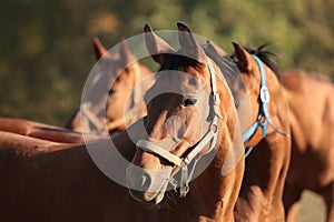 horses head at dusk