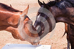 Horses Heads Affections Closeup