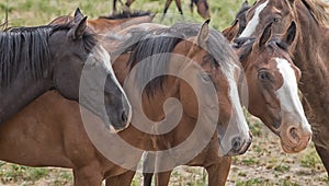 Horses in the heard