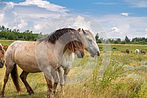 horses heavyweights walking in nature