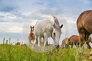 horses heavyweights walking in nature