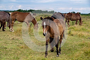 horses heavyweights walking in nature