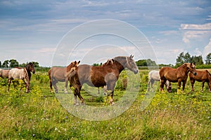 horses heavyweights walking in nature