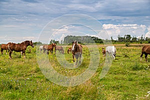 horses heavyweights walking in nature