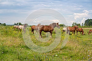 horses heavyweights walking in nature