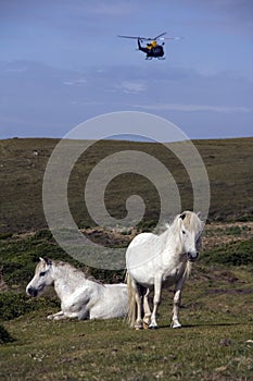 Horses and helicopter