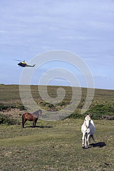 Horses and helicopter