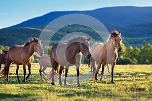Horses in herd
