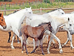 Horses herd with little foal at spanish farm. photo