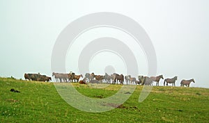 Horses herd in misty green field