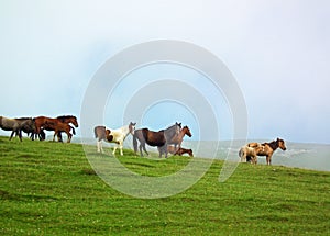 Horses herd in misty green field