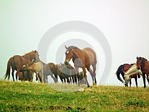 Horses herd in misty green field