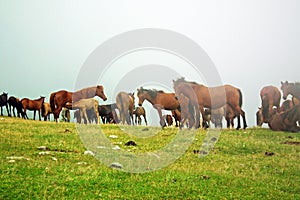 Horses herd in misty green field