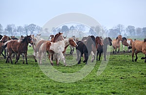 Horses herd on misty pasture