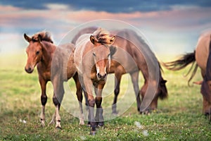 Horses herd on pasture