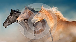 Horses herd portrait in motion