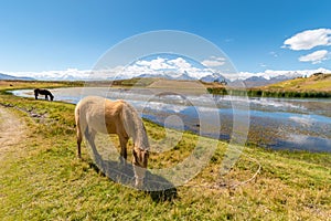 Horses herding beside Wilcacocha laguna, Andes, Peru