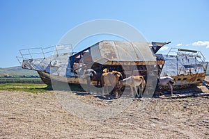 Horses are hiding from the heat.