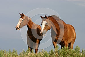 Horses on Hill