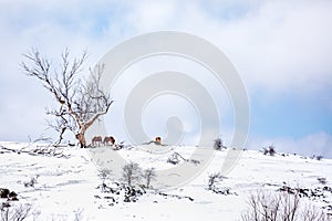 Horses on a hill in a field covered in fresh snow