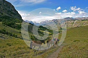 Horses in the hills of Patagonia near el chalten