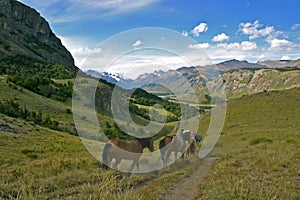 Horses in the hills of Patagonia near el chalten photo