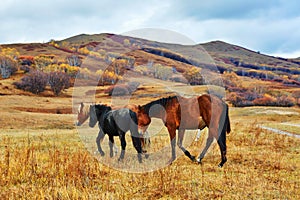 The horses on the hillside