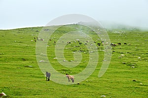 The horses on the hillside in Valley grassland