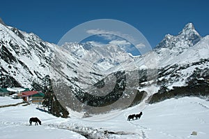 Horses in the Himalaya