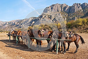 Horses at a hitching post