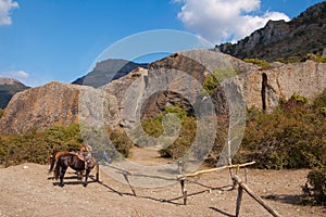 Horses at a hitching post