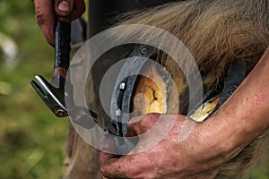 Horses hoof being shoed by farrier/blacksmith