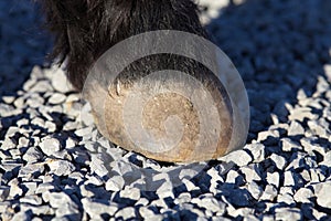 Horses Hoof on gravel track. Barefoot Hooves on stone ground terrain