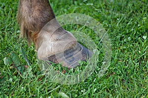 Laminitis rings on a horses hoof photo